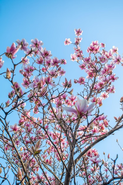 Kwiat magnolii w ogrodzie o wschodzie słońca na tle błękitnego nieba Różowe kwiaty