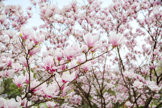 Kwiat magnolii w ogrodzie Rodzaj roślin