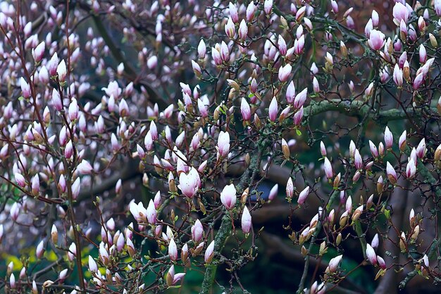 kwiat magnolii wiosenny ogród / piękne kwiaty, wiosenne tło różowe kwiaty