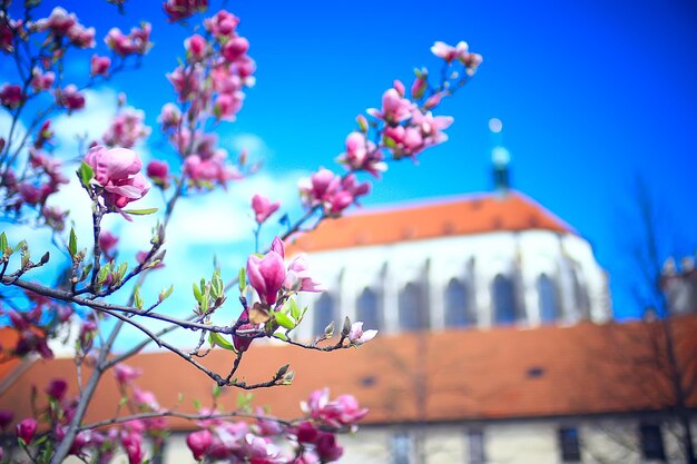 kwiat magnolii wiosenny ogród / piękne kwiaty, wiosenne tło różowe kwiaty