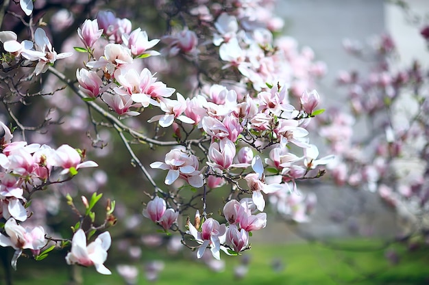 kwiat magnolii wiosenny ogród / piękne kwiaty, wiosenne tło różowe kwiaty