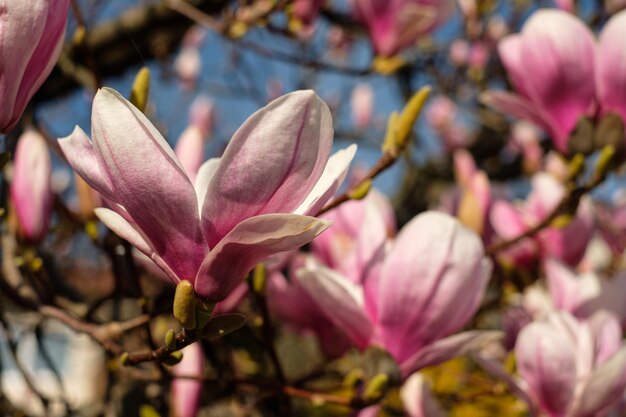 Zdjęcie kwiat magnolii z bliska wiosną