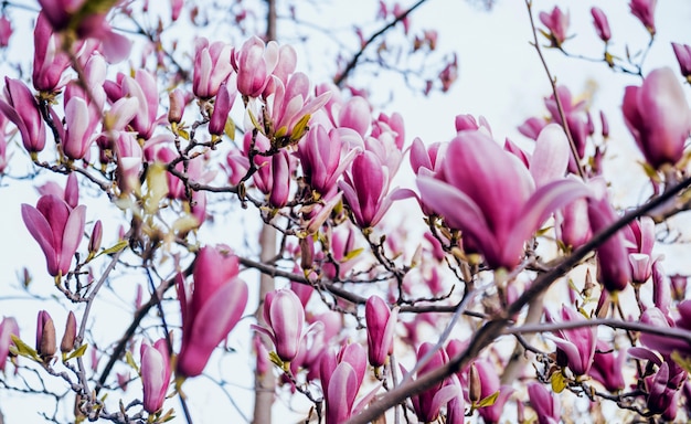 Kwiat magnolii