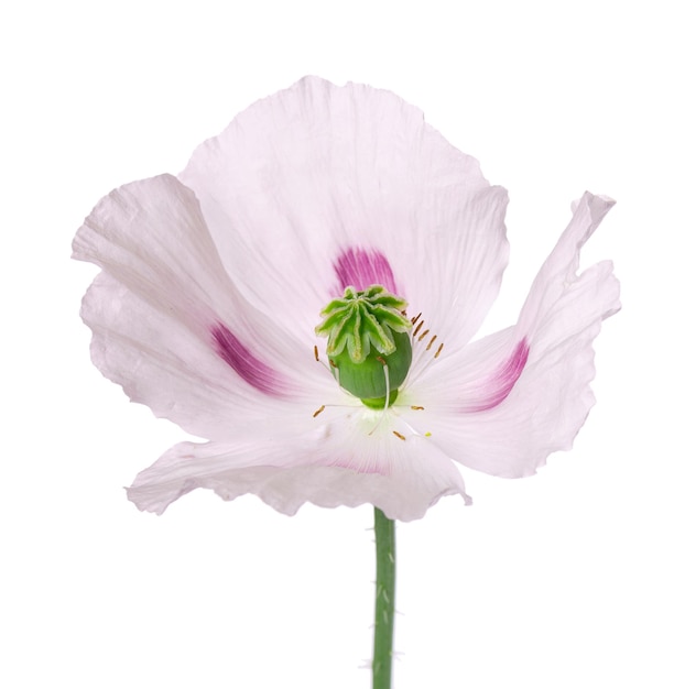 Kwiat maku na białym tle Pojedynczy różowy mak lekarski Papaver somniferum Ścieżka przycinająca