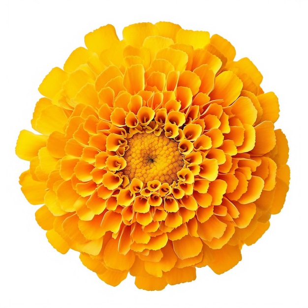 Kwiat marigold izolowany na białym tle