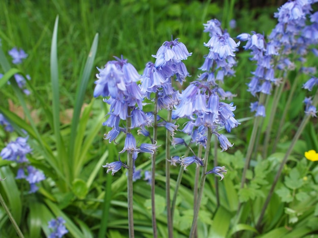 Kwiat Mertensia virginica