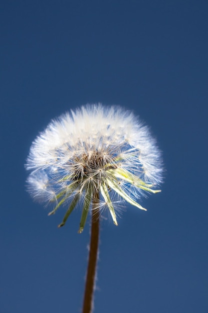 Kwiat mniszka lekarskiego na tle błękitnego nieba Taraxacum officinale