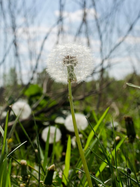 Kwiat mniszka lekarskiego w zielonej trawie