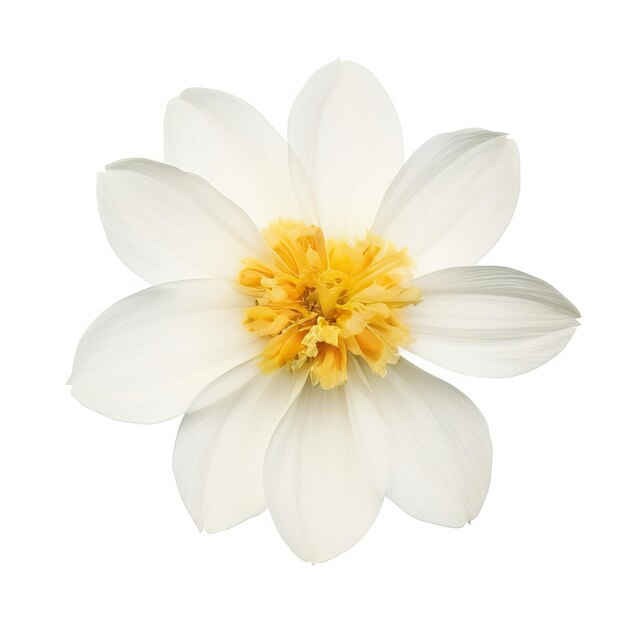 Kwiat na białym tle Biały Lilac Różowy Zielony Pomarańczowy Niebieski Żółty Kwiaty izolowane na białym