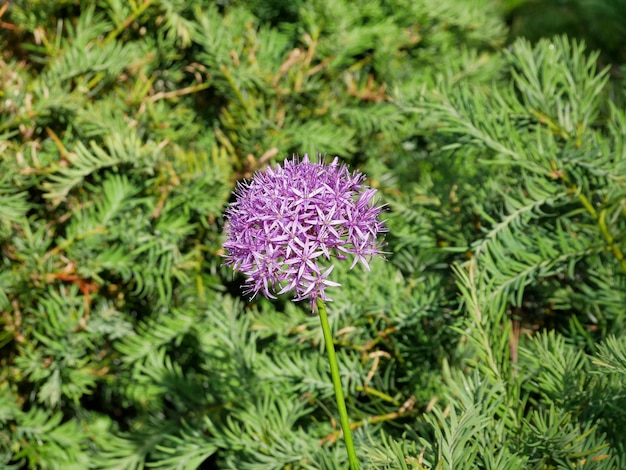 Kwiat nad niewyraźnym naturalnym tłem