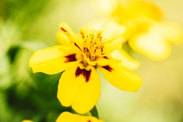 Kwiat nagietka Aksamitka patula pole w świetle słonecznym