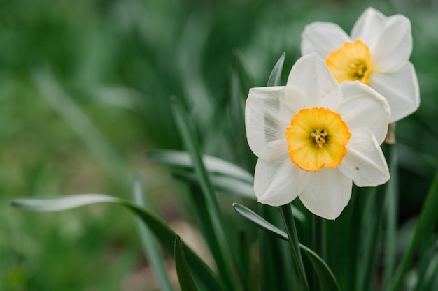 Kwiat narcyza Kwiaty Narcyza daffodil i zielonych liści tła Ładny motyl