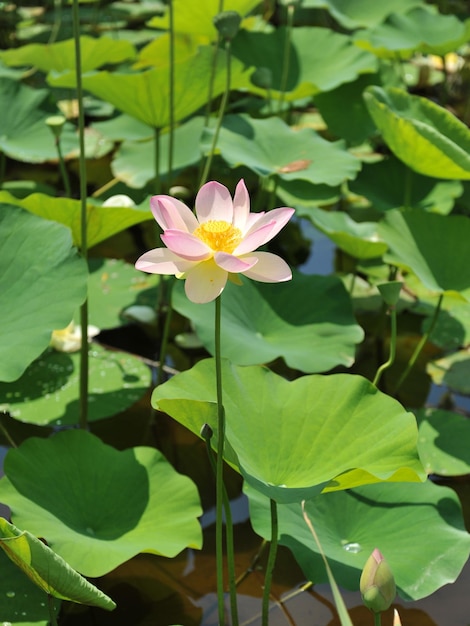 Kwiat Nelumbo nucifera