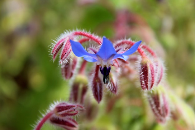 kwiat ogórecznika w fotografii makro, naturalne światło