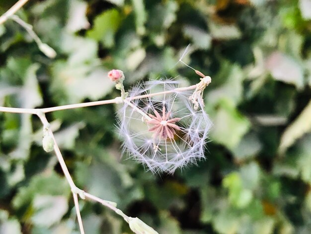 Kwiat ogrodowy lato wiosna roślina tło natura flora kolor kwiatowy kwiat naturalny