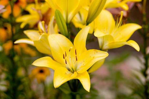 Kwiat ogrodowy Żółta lilia Fotografia makro w letni dzień Zbliżenie lilii ogrodowej Zdjęcie ogrodowe Azjatyckie lilie Żółte hrabstwo