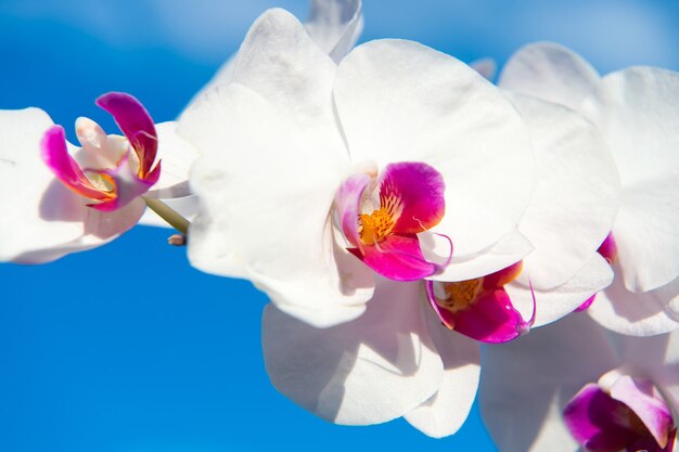 Kwiat orchidei biały na tle błękitnego nieba. Kwiat orchidei Phalaenopsis. orchidea. Tle kwiatów.