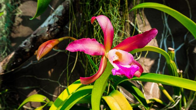 Kwiat orchidei Cattleya w ogrodzie botanicznym w Singapurze