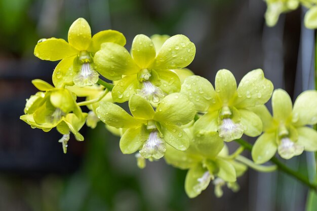 Zdjęcie kwiat orchidei dendrobium kwitną wiosną dekoracja piękna natury rzadka dzika orchidea ozdobiona tropikalnym ogrodem