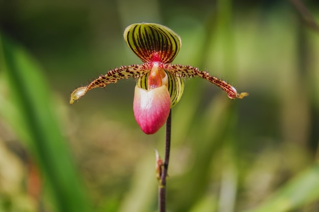 Kwiat Orchidei Kwitnienie Paphiopedilum