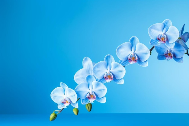 Zdjęcie kwiat orchidei na niebieskim tle