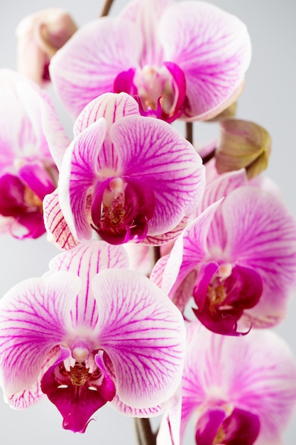 Kwiat orchidei na szarym tle.