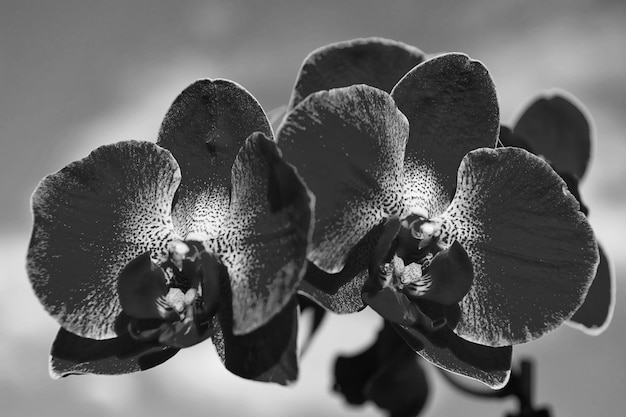 Kwiat orchidei na tle błękitnego nieba Phalaenopsis Kwiat orchidei Kwiatowy tło