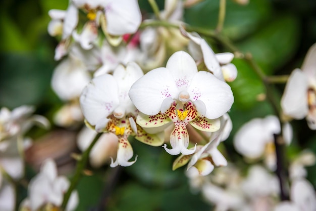 Kwiat Orchidei Phalaenopsis