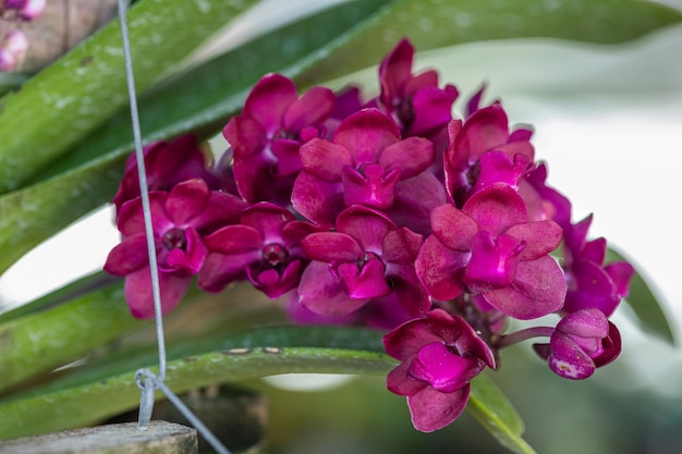 Kwiat Orchidei Rhynchostylis Kwitną Wiosną Dekoracja Piękna Natury Rzadka Dzika Orchidea Ozdobiona Tropikalnym Ogrodem