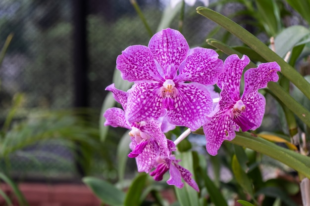 Kwiat Orchidei Vanda W Ogrodzie