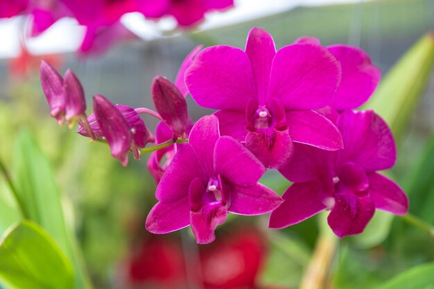 Kwiat Orchidei W Ogrodzie Orchidei W Dzień Zimy Lub Wiosny Kwiat Orchidei Na Pocztówkę Projekt Piękna I Rolnictwa Piękny Kwiat Orchidei W Ogrodzie W Pełnym Rozkwicie W Gospodarstwie Na Tle Rozmycia Przyrody