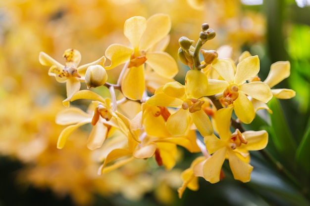 Kwiat orchidei w ogrodzie orchidei