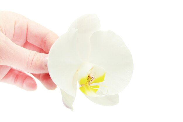 Kwiat orchidei w ręku na białym tle