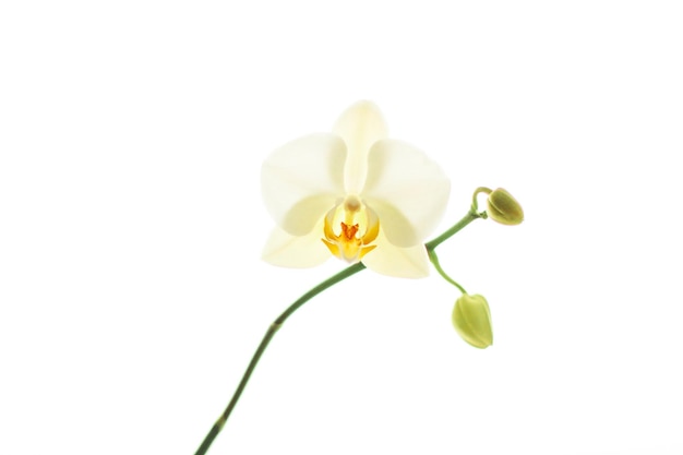 Kwiat orchidei w rozkwicie abstrakcyjne tło sztuki kwiatowej