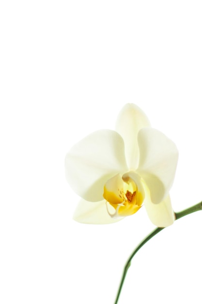 Kwiat orchidei w rozkwicie abstrakcyjne tło sztuki kwiatowej