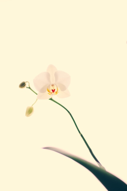 Kwiat orchidei w rozkwicie abstrakcyjne tło sztuki kwiatowej