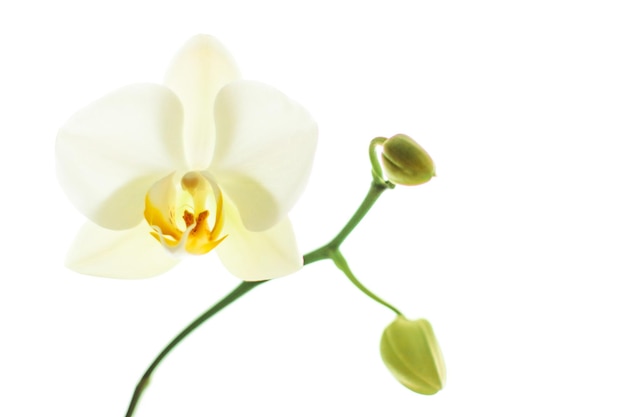 Kwiat orchidei w rozkwicie abstrakcyjne tło sztuki kwiatowej