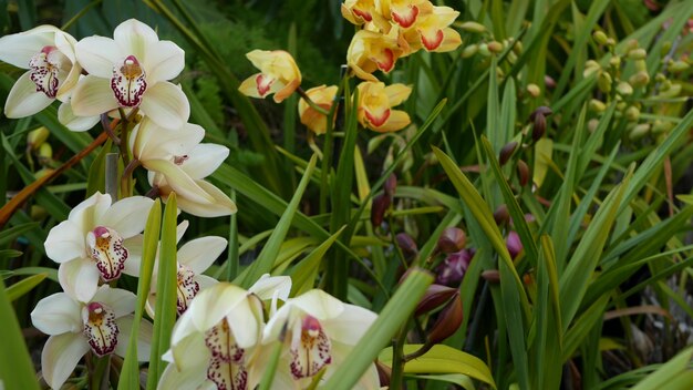 Kwiat orchidei w zielonych liściach. Elegancki kolorowy kwiatowy kwiat. Egzotyczna dżungla tropikalna dżungla botaniczna atmosfera. Naturalny ogród żywa estetyczna zieleń raju. Kwiaciarstwo dekoracyjne