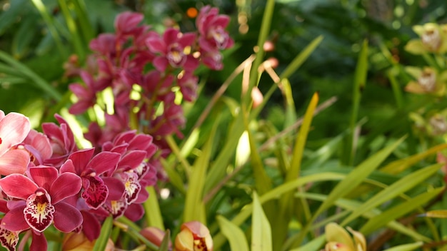 Kwiat orchidei w zielonych liściach. Elegancki kolorowy kwiatowy kwiat. Egzotyczna dżungla tropikalna dżungla botaniczna atmosfera. Naturalny ogród żywa estetyczna zieleń raju. Kwiaciarstwo dekoracyjne