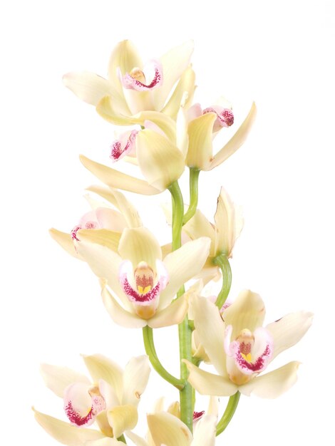 Kwiat orchidei