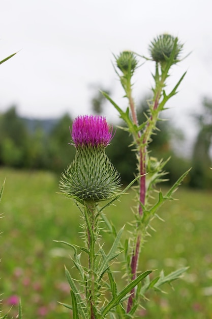 Zdjęcie kwiat ostu oset akantu jest symbolem kwitnienia roślin w szkocji