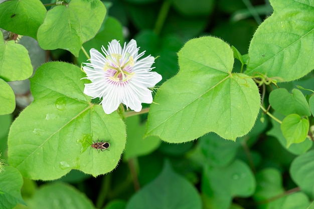 Kwiat passiflora