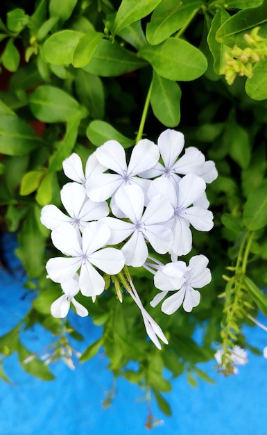 Zdjęcie kwiat plumbago