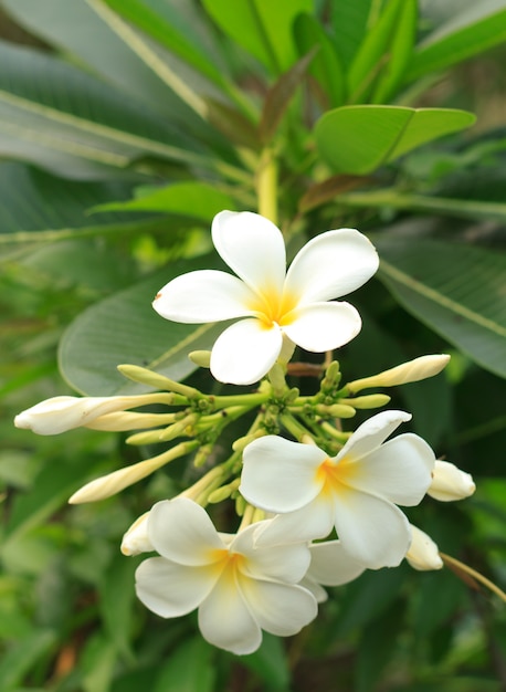 Kwiat Plumeria.