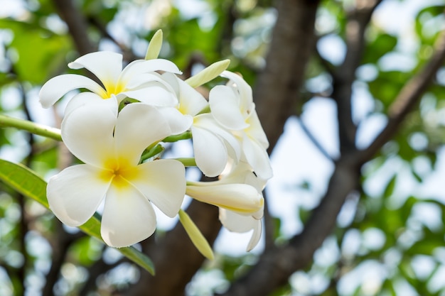 Kwiat Plumeria