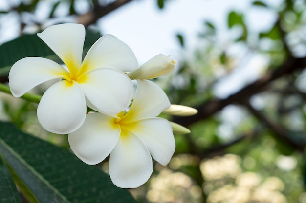 Kwiat Plumeria