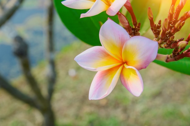 Kwiat Plumeria