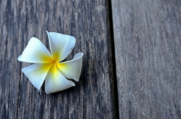 Kwiat Plumeria