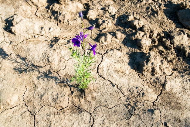 Kwiat podczas suszy na pustyni