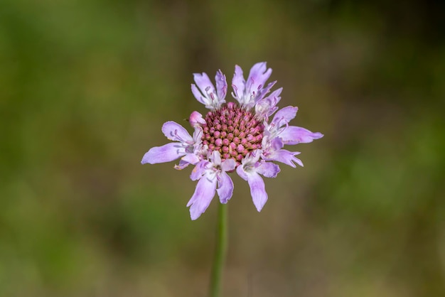 Kwiat poduszkowaty scabiosa atropurpurea